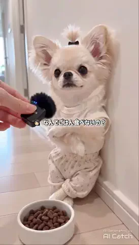 _uni_toroのTikTok投稿