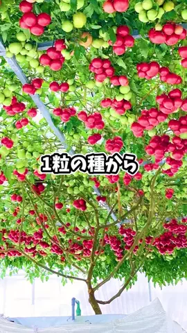 ズボラ主婦の野菜水耕栽培のTikTok投稿