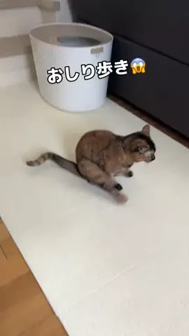 🐱Millie and Moose🐶のTikTok投稿