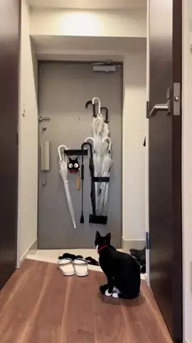 手豆🐈‍⬛🐈‍⬛🐶🐶🌱🧑🏻‍💼のTikTok投稿