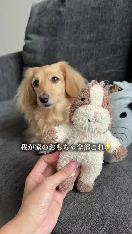 あむ🐶のTikTok投稿