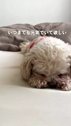 わんこと福岡のTikTok投稿