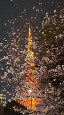 みぽ🌞心震える旅の記録のTikTok投稿