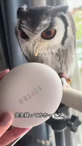 Ricoと🦉れんじの正直レビューのTikTok投稿