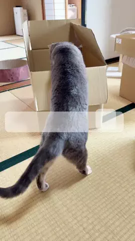 あやこ｜スッキリ暮らすおうち防犯・防災のTikTok投稿
