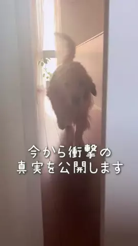 ガチムチゴールデンエルの3兄弟👦🏻👦🏻🐶のTikTok投稿
