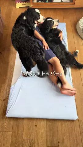 名前はこれから_バーニーズのTikTok投稿