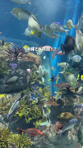 YOU旅行｜世界一周する家族✈️のTikTok投稿