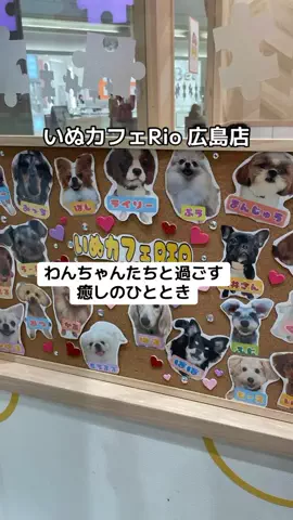 ぷりんのTikTok投稿