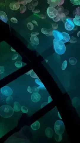 YOU旅行｜世界一周する家族✈️のTikTok投稿