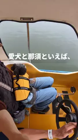 KantoInucafeのTikTok投稿
