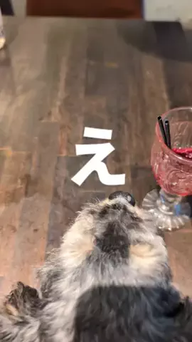 KantoInucafeのTikTok投稿