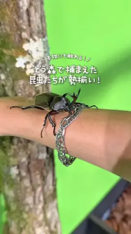 ぺそ | 関東おでかけトレンドのTikTok投稿
