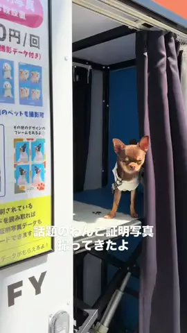 ライラとテオのTikTok投稿
