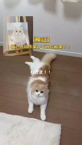 ねぎま【スコティッシュフォールド】のTikTok投稿