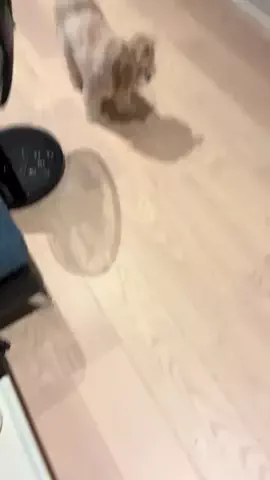 マルプーちゃちゃ🧸おかいものログ🛒のTikTok投稿