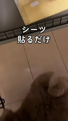 マルプーちゃちゃ🧸おかいものログ🛒のTikTok投稿