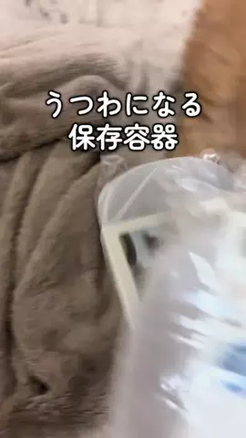 マルプーちゃちゃ🧸おかいものログ🛒のTikTok投稿