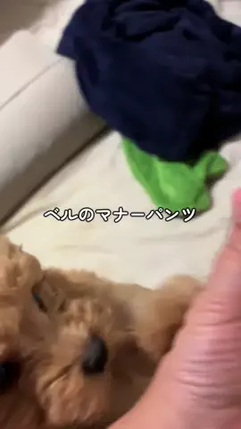 マルプーちゃちゃ🧸おかいものログ🛒のTikTok投稿