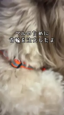 マルプーちゃちゃ🧸おかいものログ🛒のTikTok投稿