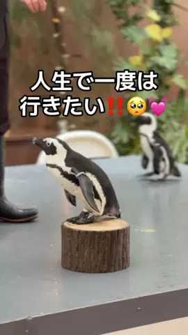 フォロバのTikTok投稿