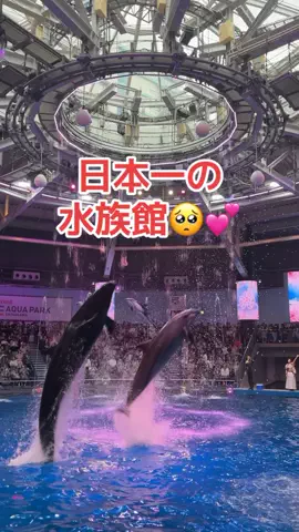 フォロバのTikTok投稿