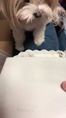 マルプーちゃちゃ🧸おかいものログ🛒のTikTok投稿