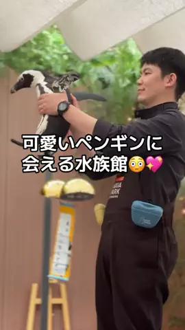 フォロバのTikTok投稿