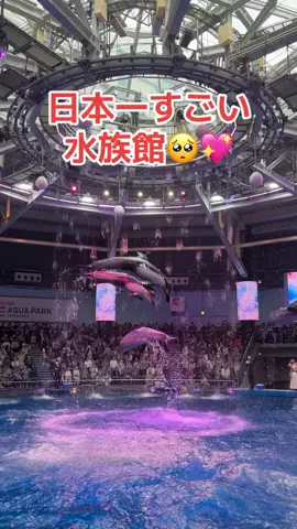 フォロバのTikTok投稿