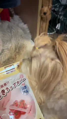 マルプーちゃちゃ🧸おかいものログ🛒のTikTok投稿