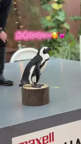 フォロバのTikTok投稿