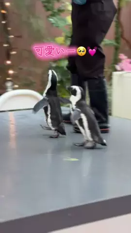 フォロバのTikTok投稿