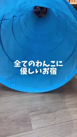 マナおまんじゅうのTikTok PR投稿：全てのわんこに優しいお宿、松涛園✨ドッグラン紹介編 #…