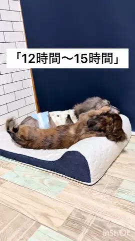 １１ダックス！のTikTok投稿
