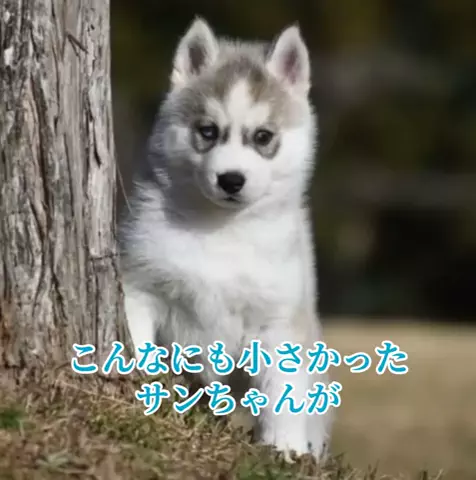 ハスの惑星☀️🌙のTikTok投稿