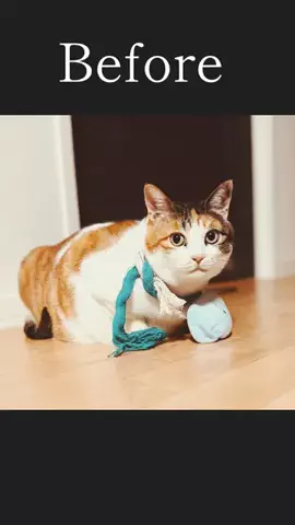 🥒珍獣🥒🍾⚔️のTikTok投稿