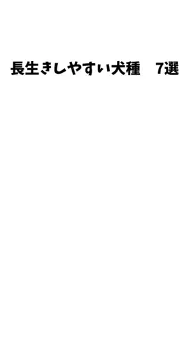 愛犬家の集いのTikTok投稿