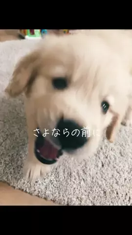 きなこと3兄弟のTikTok投稿
