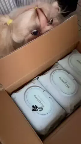 マルプーちゃちゃ🧸おかいものログ🛒のTikTok投稿
