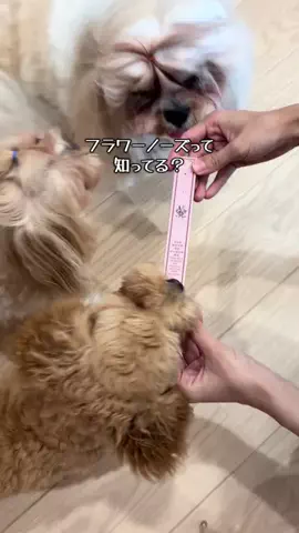 マルプーちゃちゃ🧸おかいものログ🛒のTikTok投稿
