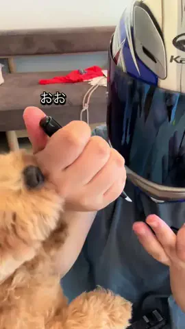 マルプーちゃちゃ🧸おかいものログ🛒のTikTok投稿