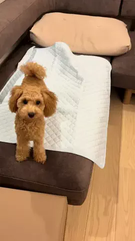 マルプーちゃちゃ🧸おかいものログ🛒のTikTok投稿