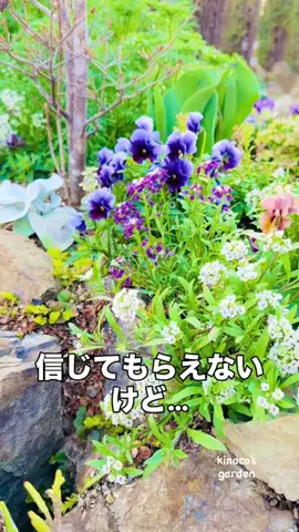 きの子　（小さな庭・DIY）のTikTok投稿