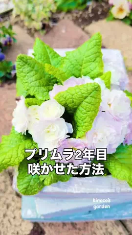 きの子　（小さな庭・DIY）のTikTok投稿