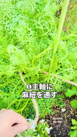 きの子　（小さな庭・DIY）のTikTok投稿