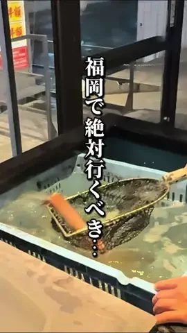ドンマンログ【福岡居酒屋/福岡ランチ】のTikTok投稿