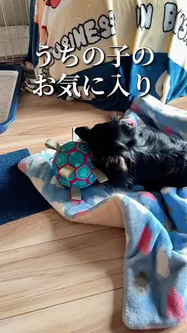 焼きビーフンのTikTok投稿