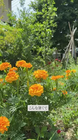 minamiのTikTok投稿