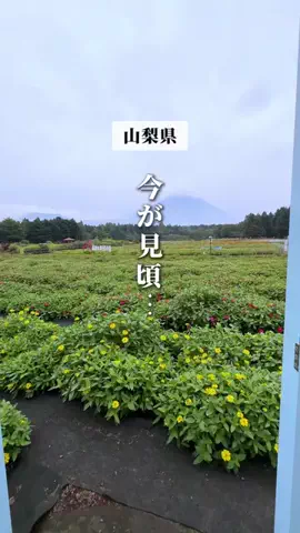 ゆんさよ｜ウワサの山梨もういいかい？のTikTok投稿