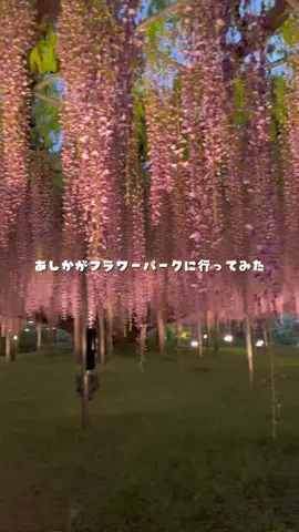 かな？｜台湾ワーホリ中🇹🇼のTikTok投稿